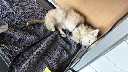 Spitz Mischling sucht neues Zuhause