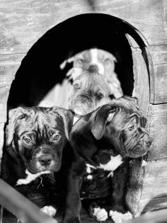 Old english Bulldogg Welpen