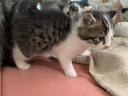 Maine Coon Kitten Mix, Katzenbabys Kätzchen
