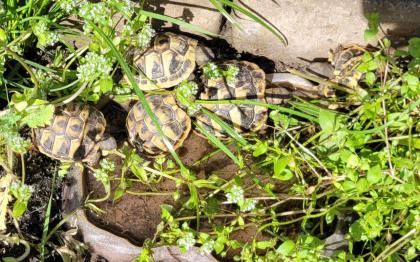 Griechische Landschildkröten 2021/2022 aus naturnaher Zucht