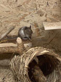 Degu männlich gescheckt