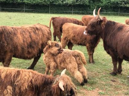 Schottische Hochlandrinder/ Highland cattle