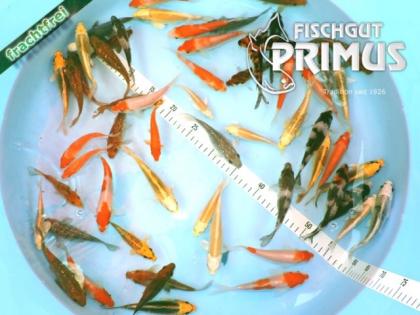 20 Koi - Koi-Paket EXTRA - Größe 10-12 cm