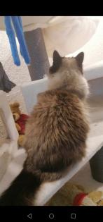Heilige Birma Deckkater
