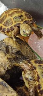Testudo horsfieldii / Russische Vierzehen Landschildkröten abzugeben