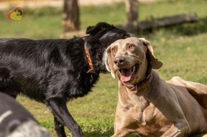 Zeus. aktiver, verträglicher Hundemann
