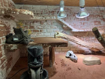 Drago Bartagame sucht neues Zuhause mit Terrarium