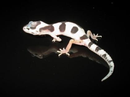 Leopardgeckos