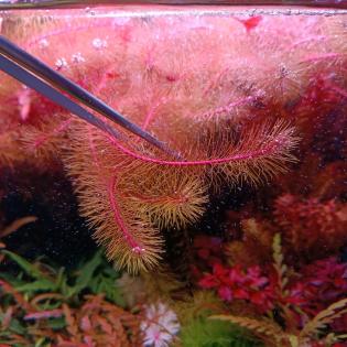 Stängelpflanzen Wasserpflanzen Aquariumpflanzen Aufsitzer