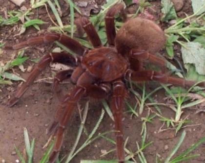Pseudotheraphosa apophysis, Goliathvogelspinnen