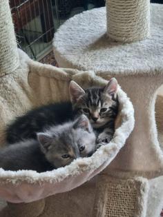 4 Kitten suchen ein neues Zuhause