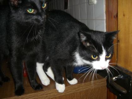 2 verschmuste Kater kastr. abzugeben
