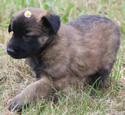 Belg. Schäferhundwelpen zu vergeben