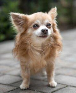 Brown Rocky - männlich, 11 Jahre - jetzt PATENHUND