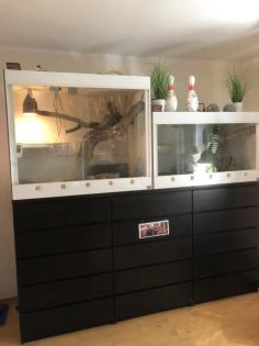 Boa Longicauda 2. 0 von Klaus Bonny mit Zertifikat mit kompletter Terrarienanlag