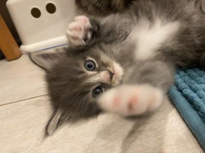 Bezaubernde Maine Coon Kitten