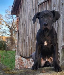 Saupackerwelpen Doggenmix Cane Corso Italiano
