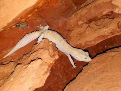 Leopardgeckos aus langjähriger Zucht