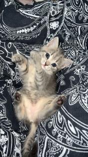BKH babykatzen Kitten