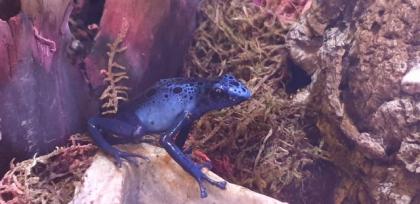 0. 0. 3 Dendrobates azureus