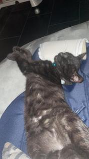 BKH Kitten sucht neues Zuhaue