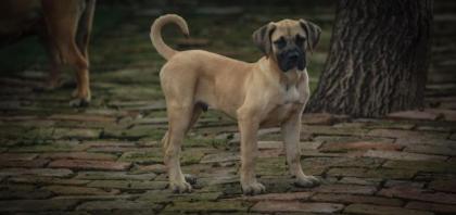PRESA CANARIO WELPEN
