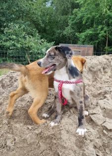 Aussiedor Mix Welpen suchen ab sofort ein zuhause