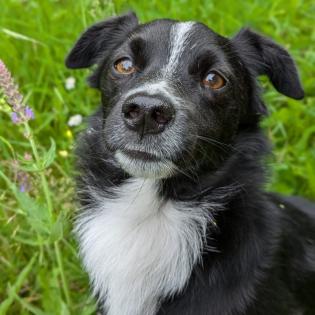 Rocco sucht ein Zuhause
