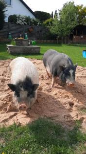 Info Kein Verkauf Minischweine, Micropigs