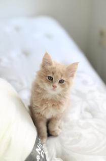 Maine coon Babies zu verkaufen