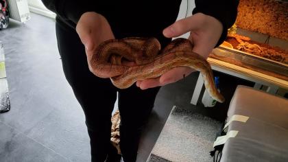 Kornattern 2 Stück eine Albino und eine Naturell