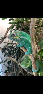 Chamäleon/ Pantherchamäleon/ Furcifer pardalis/ Nosy Faly
