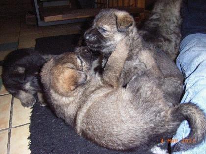 Schäferhundwelpe Hündin grau-schwarz mit SV-Papieren vom Züchter