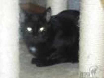 Traurige Katzenaugen suchen ein zu Hause