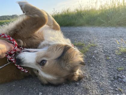 Border Collie/ Aussie Mischling weiblich