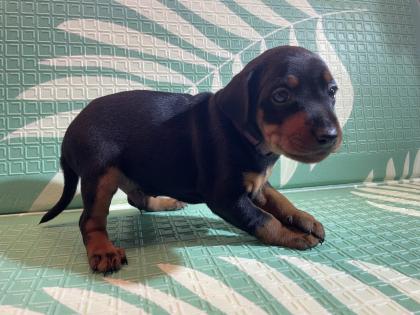 Reinrassige Zwergpinscher Welpen