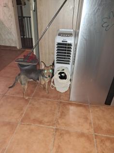 Zwergpinscher junghündin