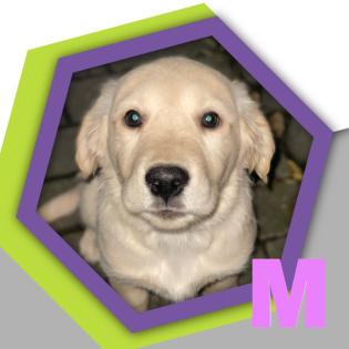 Golden Retriever 18. 8