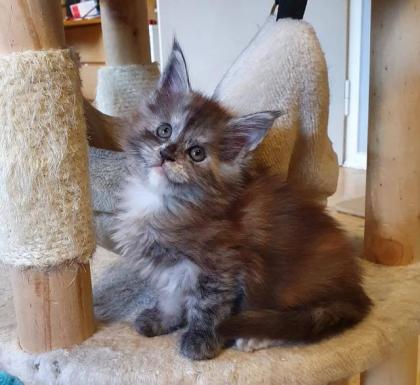 Maine Coon Mädchen mit Stammbaum