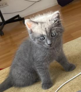BKH Kätzchen Kitten Katze