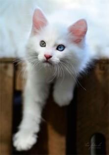 Maine Coon Katzenkinder in WEISS - m. P.