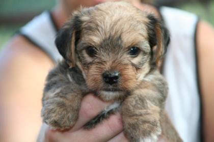 YORKSHIRE CHIHUAHUA WELPEN