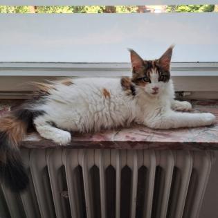 Zuckersüß Maine Coon Kitten MIT Stammbaum