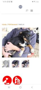 Tolle Welpen, Junghunde Hundesenioren