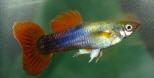 Biete Aquarienfische aller Art an und suche auch immer welche