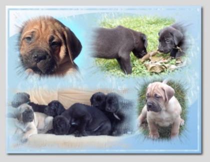 Molosser, Dogge/ Mastiff/ dt. Saupacker
