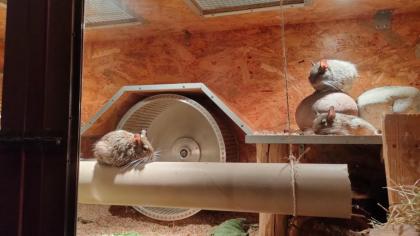 3 liebe Degu Männchen abzugeben