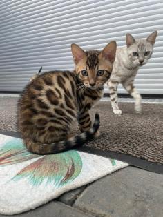 Bengalen Babys suchen neue Dosenöffner