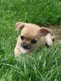 Sehr schöne typvolle Chihuahua Welpen