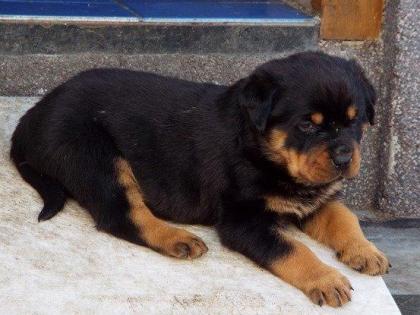 Rottweiler - Welpen Hündin